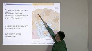 Histológia a embryológia Mikroskopická stavba a vývin kože a mliečnej žľazy [upl. by Ruskin96]