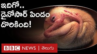 Dinosaur Embryo సురక్షితంగా భద్రపరిచిన డైనోసార్ పిండాన్ని కనుగొన్న శాస్త్రవేత్తలు  BBC Telugu [upl. by Teryl]