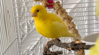 Yellow Canary Bird Singing Whistling Training [upl. by Gerry]