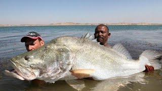 Monster Nile Perch 114 lbs in the Lake Nasser Egypt  HD by Yuri Grisendi [upl. by Yahsan]