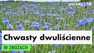 Chwasty dwuliścienne w zbożach i jak sobie z nimi radzić [upl. by Suzzy]