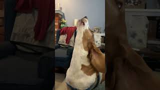 Basset Hound howling her displeasure  bassethounds funny funnyanimals [upl. by Pol16]