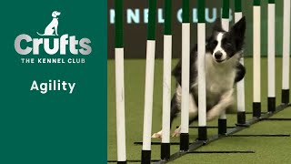 Agility  International Invitation  Large Jumping  Crufts 2023 [upl. by Yleoj780]