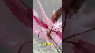 Cryptocoryne wendtii flamingo  NAscapers Acuarios Naturales ► shorts [upl. by Chung472]