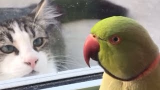 Parrot VS Cat Funny animals [upl. by Tillford855]