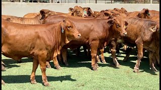 Beefmaster Heifers [upl. by Whitcomb]