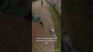 Les raisons de l’assaut partie 3 chien husky viedechien educationcanine chiens dog [upl. by Ellehcin179]