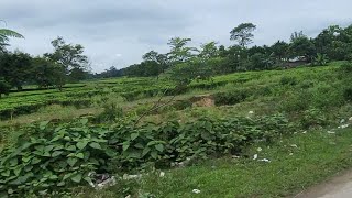 TEA GARDEN IN ASSAM [upl. by Joeann]