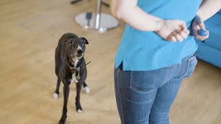 How to Train Your Dog Using a Clicker  The Battersea Way [upl. by Nonah]