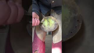 Trimming a Race Horse hoof with an injury  Hoof Restoration  Fenrir trimming hoof [upl. by Vergil163]