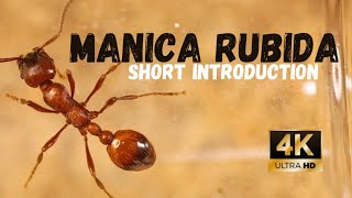 Manica rubida  A short introduction [upl. by Ainigriv]