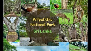 Explore the Wilpaththu National Park  Sri Lanka  Staying at Kokmote Bungalow for 3 days [upl. by Emelda556]