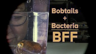 Bobtails  Bacteria  BFF [upl. by Noissap848]