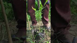 Agarwood tree in india Agarwood tree in assamWholesale agarwood nurseryagarwood farming [upl. by Tani]