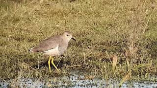 Whitetailed LapwingEast HaltonLincolnshireUK300122 [upl. by Aevin]