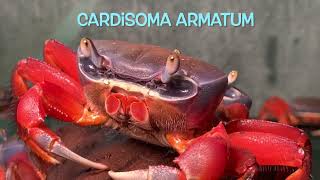 Cardisoma armatum [upl. by Kirkpatrick]