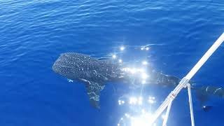 Whale Shark encounter in Mauritius while Big game fishing with Ivan Charoux amp Vacances Aventures [upl. by Iorgos12]