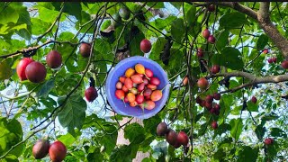 Harvest Tamarillo Tree Tomato [upl. by Dibrin]