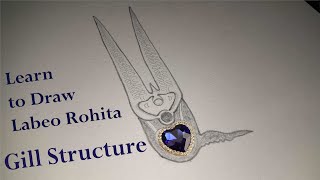 How to Draw Gill Structure of Labeo Rohita [upl. by Shing]