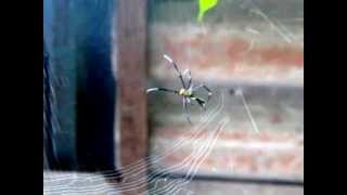 Nephila Writing [upl. by Ahscrop47]