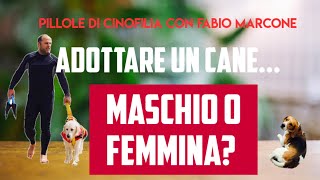 Adottare un cane maschio o femmina [upl. by Erina]