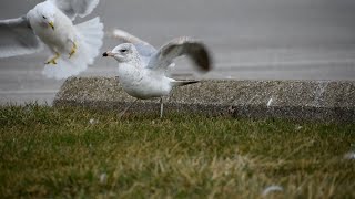 Ringbilled gull defending his territory in slow motion [upl. by Northey851]