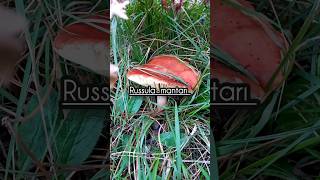 mushroom russula [upl. by Venus]