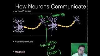 AP Psychology  BioPsych  Part 2  Neurons [upl. by Maidie928]