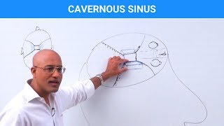 Cavernous Sinus  Structure and Function [upl. by Craig619]