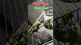 Talking Parrots🦜🦜 Alexandrine Parrots🦜🦜beautiful talkingparrot shorts youtubeshorts [upl. by Eelidnarb]