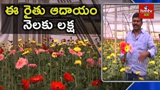 Gerbera Cultivation in Polyhouse  hmtv Agri [upl. by Lemor]