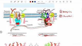 ErythrocytesPart 2  Cytoskeleton  Integral n Peripheral Memb protein  Hereditary Spherocytosis [upl. by Reilly]