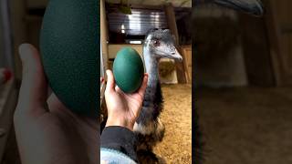 5 Incredible Mammals That Lay Eggs – You Wont Believe 3 [upl. by Newfeld487]