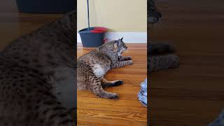 Blind bobcat waiting for the dogs to come to the door [upl. by Dinah]