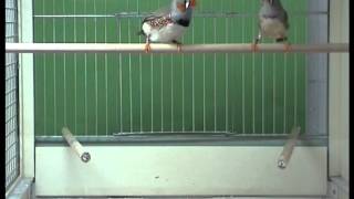 Zebra Finch Pair Courtship  Mounting [upl. by Eniamrahc405]