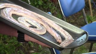 How to grill prairie rattle snake A BBQ Dragon Tutorial [upl. by Lennej2]