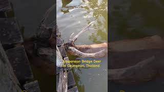 Greedy Deer at Suspension Bridge Deer  Chumphon Thailand [upl. by Ruff]