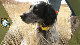 Gun Dog Demonstration Overview amp Training [upl. by Stedman]