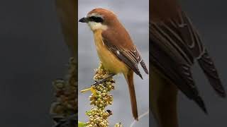 Brown Shrike birds birdsounds birdslover natureandbirdssoundsrelaxingmusic [upl. by Atalie]