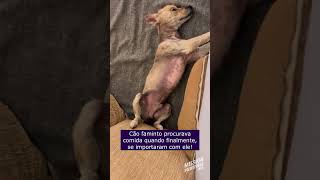 Cachorro Faminto Procurava Comida Quando Finalmente Encontrou o Amor animaisestimacao [upl. by Anhaj713]