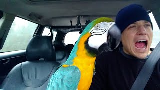 The FUNNIEST Parrots 🦜 🤣 Best Compilation [upl. by Atinnod]