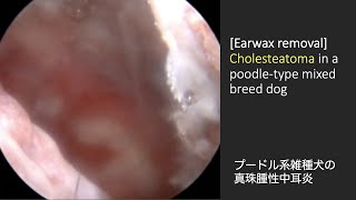 Ear wax removal Severe cholesteatoma in a Poodle mixed breed dog [upl. by Jere]