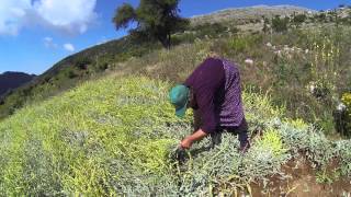 Greek mountain tea harvest [upl. by Llertnahs651]