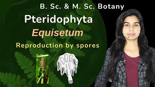 Pteridophyta  Equisetum  Reproduction by spores  Botany  B Sc amp M Sc [upl. by Esina]