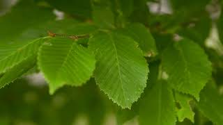 Carpinus betulus  European Hornbeam [upl. by Melantha]