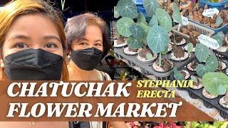 Thailand Chatuchak Plant Market 2022  Stephania Erecta and Nova [upl. by Cassiani]