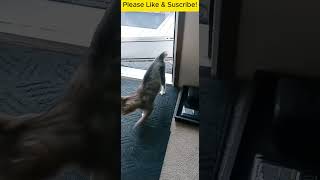 little short tailed cat keeps coming back [upl. by Brigg]