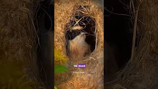 Penduline Bird Nest science sciencefacts facts shorts [upl. by Chanda527]