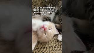 3 yaşında bu arada 😻 cat kedisesi catvideos kedi 🎥merkurundunyasii [upl. by Dreeda]