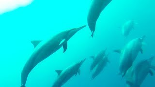 Dolphin Excursion from LUX Le Morne Mauritius [upl. by Bremser557]